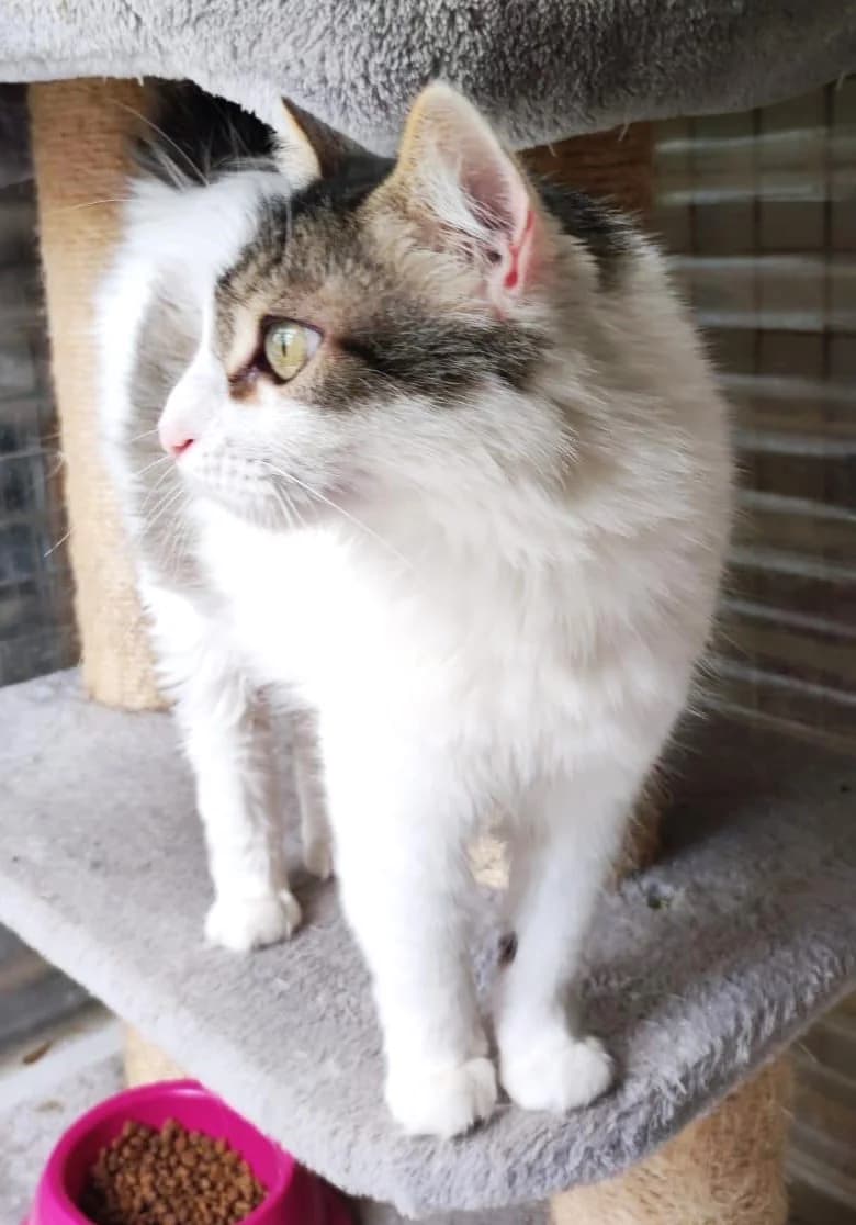 Siwa, female 6yo European Shorthair for adoption at Association Secours Protection Animale (Manosque), Manosque