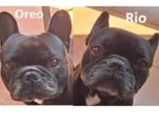 Oreo et Rio, Commentaires : Oreo et Rio sont deux frères qui se retrouvent à l adoption suite aux problèmes male 4yo French Bulldog for adoption at Association Secours Protection Animale (Manosque), Manosque