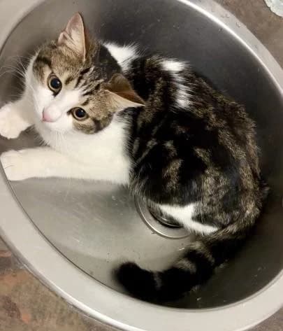 Cacahuète, Taille : male puppy European Shorthair for adoption at Association Secours Protection Animale (Manosque), Manosque