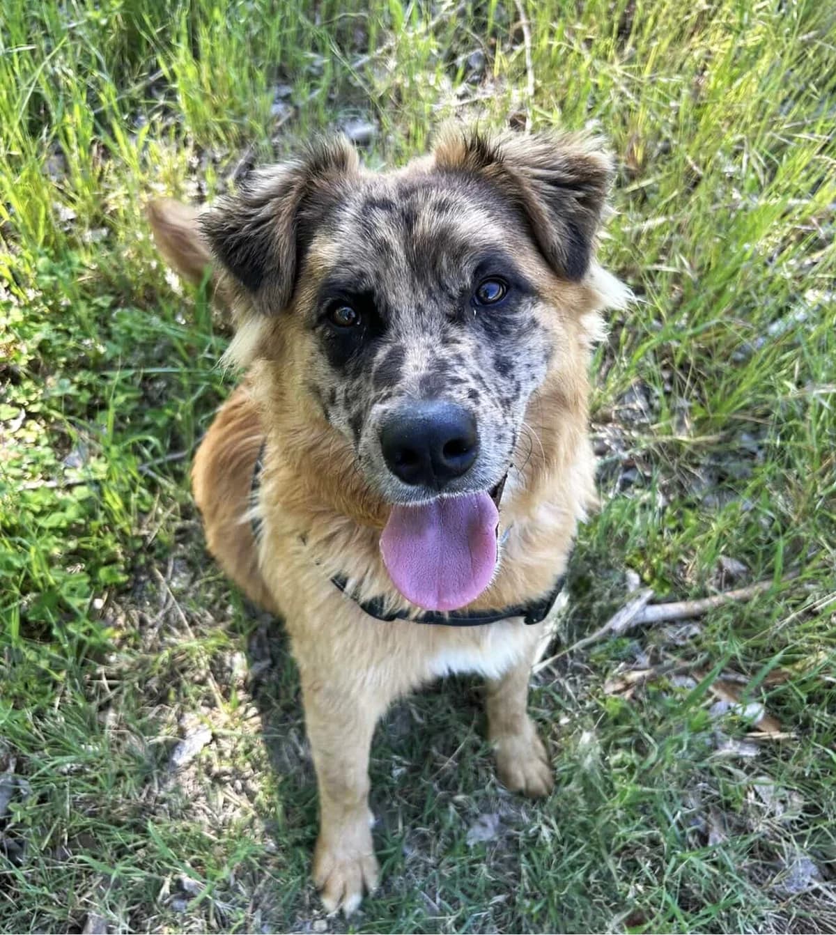 Hoshi, Commentaires : Très affectueux et véritable pot de colle male young Australian Shepherd for adoption at Association Secours Protection Animale (Manosque), Manosque