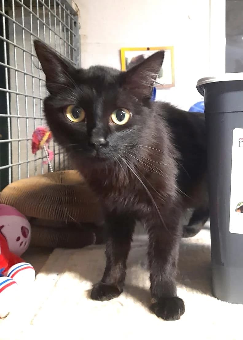 Kitty, Taille : female puppy European Shorthair for adoption at Association Secours Protection Animale (Manosque), Manosque