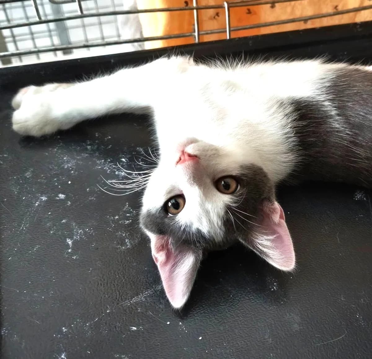Billy, male puppy European Shorthair for adoption at Association Secours Protection Animale (Manosque), Manosque