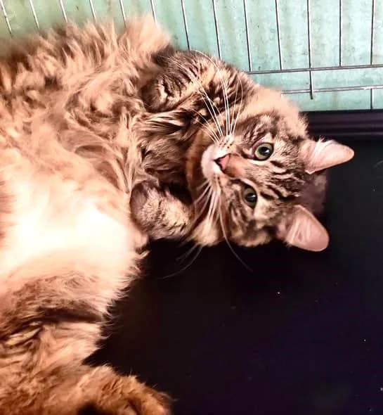 Tigrou, male 4yo European Shorthair for adoption at Association Secours Protection Animale (Manosque), Manosque
