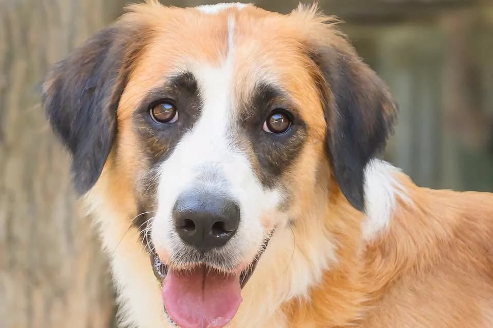 Bess, female young Mixed Breed for adoption at Association Secours Protection Animale (Manosque), Manosque