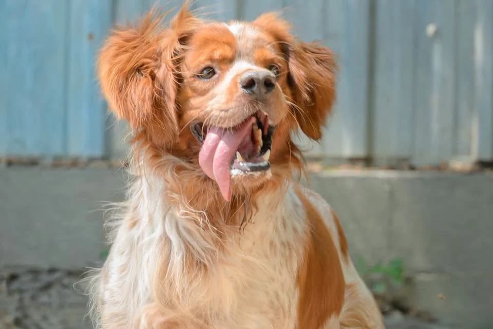 Sting, male 5yo Brittany Spaniel for adoption at Association Secours Protection Animale (Manosque), Manosque