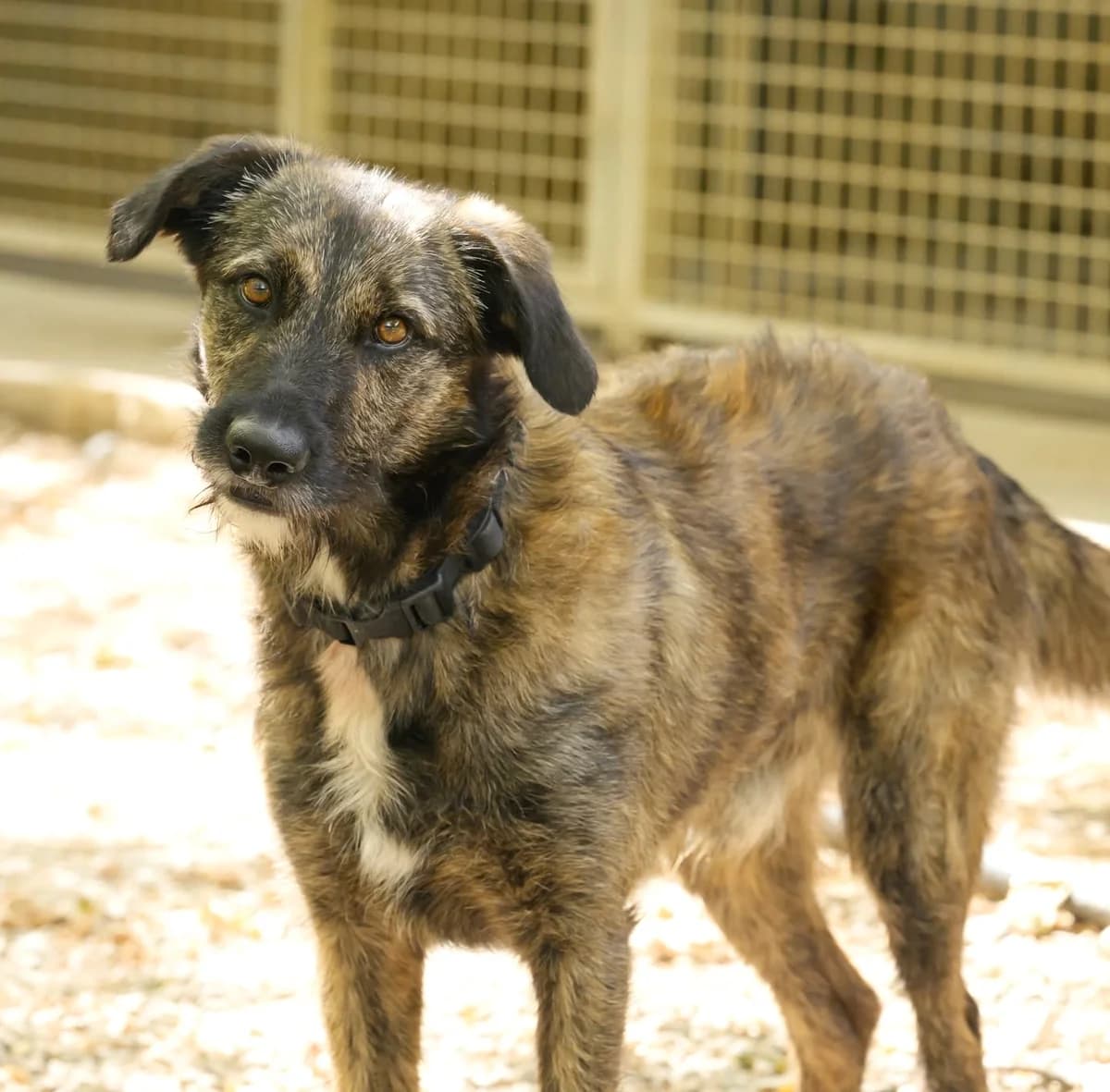 Bobby, male puppy Mixed Breed for adoption at Association Secours Protection Animale (Manosque), Manosque