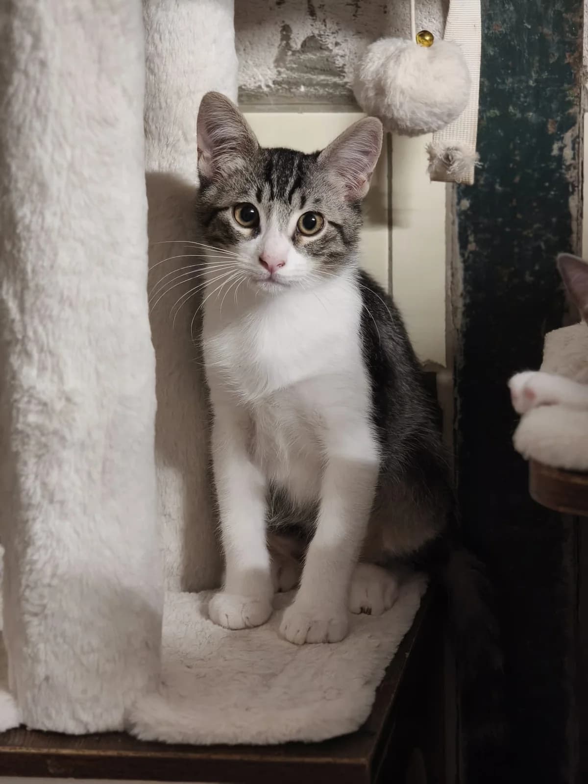 Bhoutan, puppy European Shorthair for adoption at Association Secours Protection Animale (Manosque), Manosque