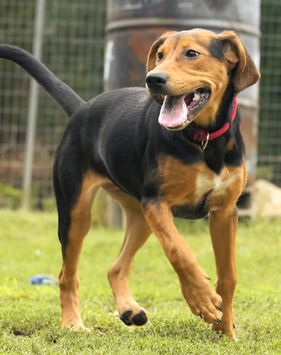 Louna, female puppy Mixed Breed for adoption at Association Secours Protection Animale (Manosque), Manosque