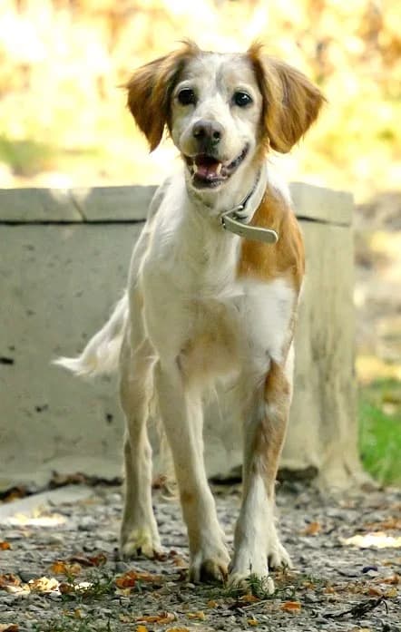 Balia, female senior Brittany Spaniel for adoption at Association Secours Protection Animale (Manosque), Manosque