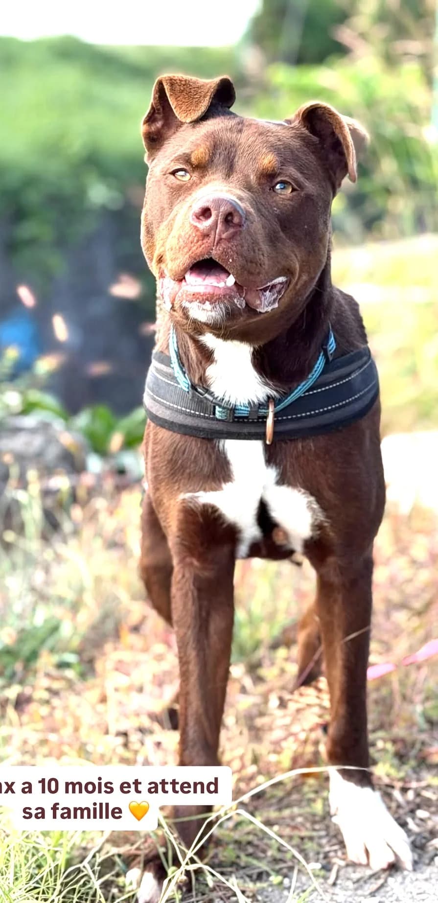 Bronx, male puppy American Bully for adoption at Association Secours Protection Animale (Manosque), Manosque