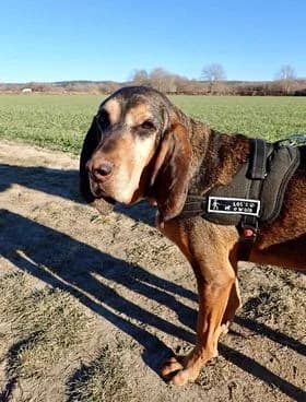 Sixtine, Noir et feu female senior mixed breed for adoption at Association Secours Protection Animale (Manosque), Manosque