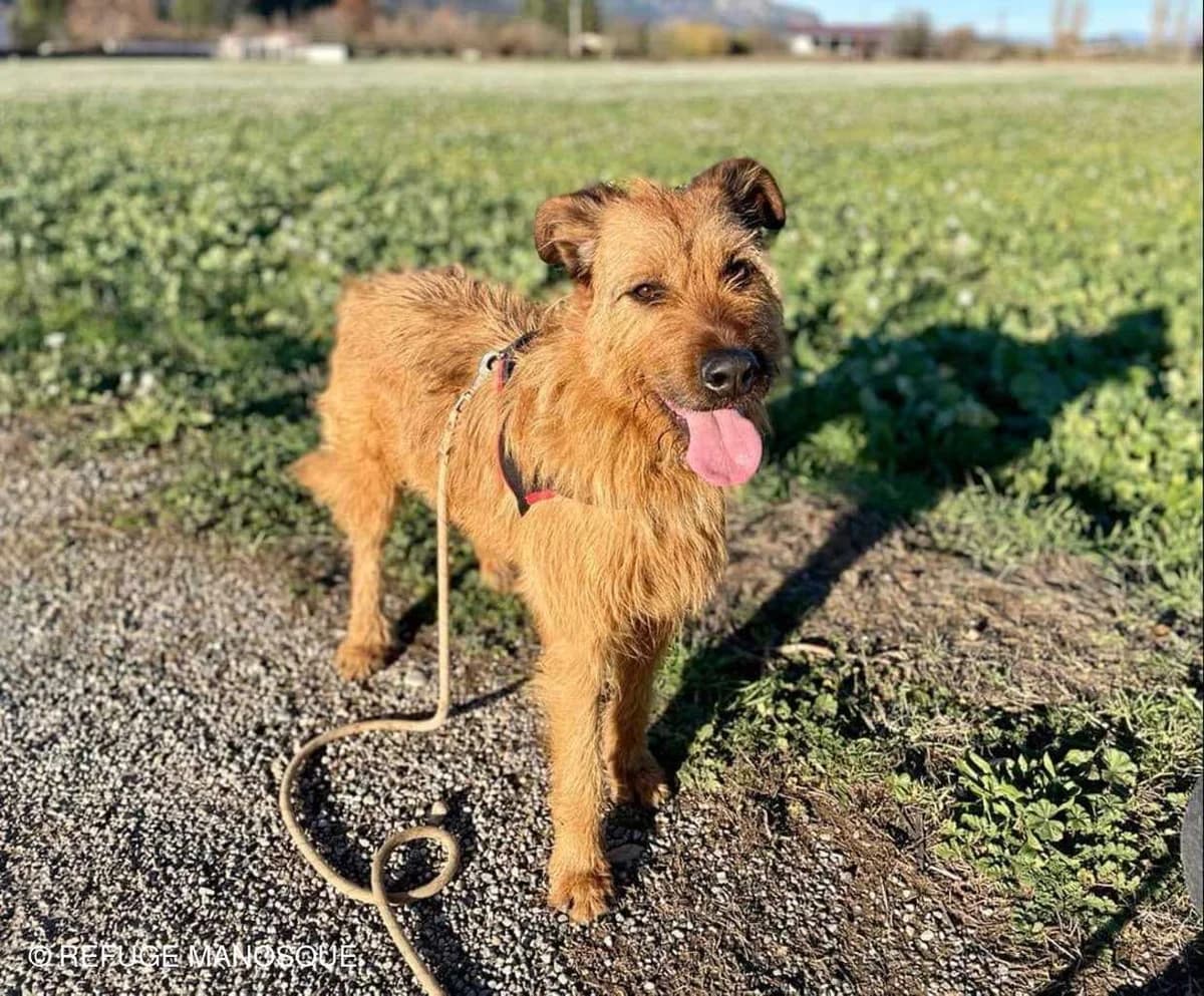 Poupy, Fauve female Mixed Breed for adoption at Association Secours Protection Animale (Manosque), Manosque