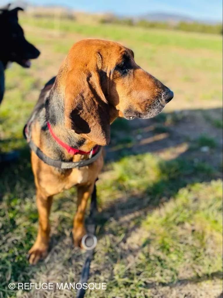 Willow, Noir et feu female Mixed Breed for adoption at Association Secours Protection Animale (Manosque), Manosque