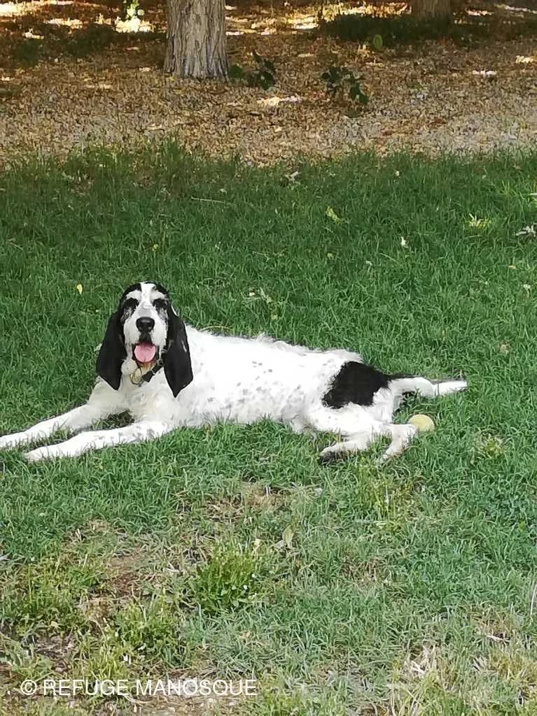 Maya, Noir moucheté à masque tricolore female Mixed Breed for adoption at Association Secours Protection Animale (Manosque), Manosque