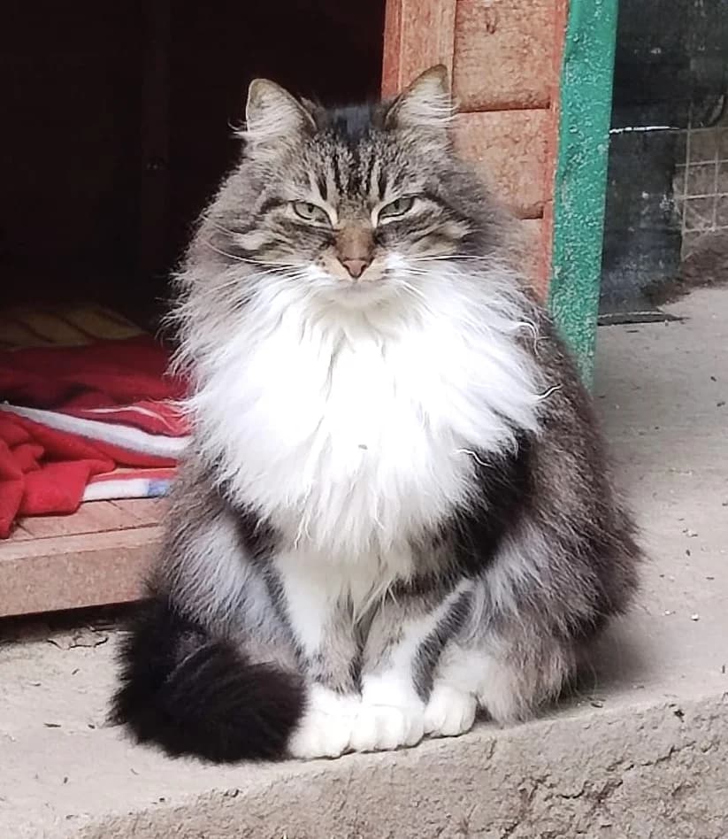 Oualy, Tigré blanc female senior European Shorthair for adoption at Association Secours Protection Animale (Manosque), Manosque