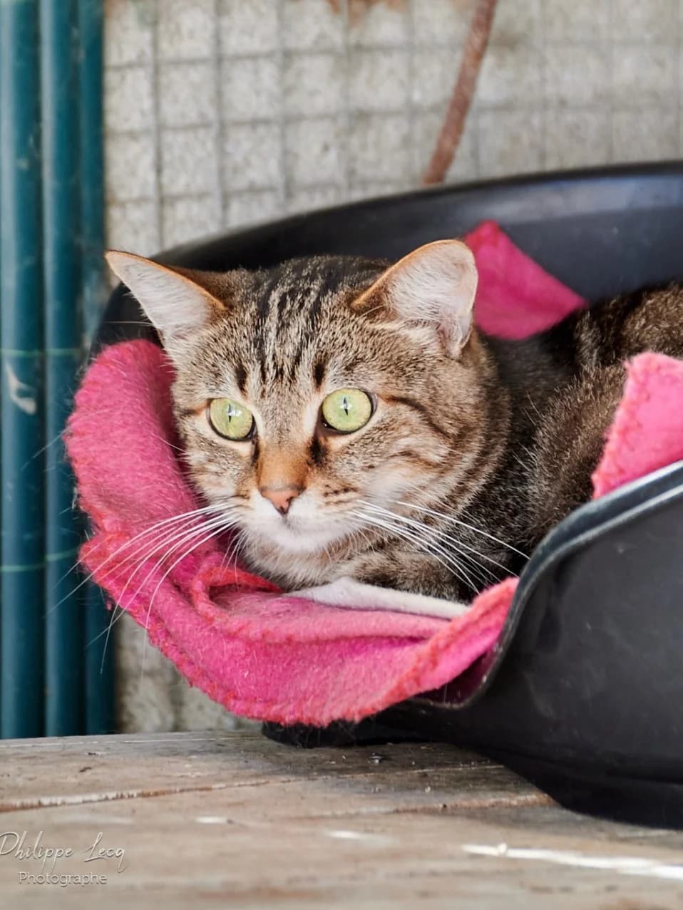 Omer, Tigré male senior European Shorthair for adoption at Association Secours Protection Animale (Manosque), Manosque
