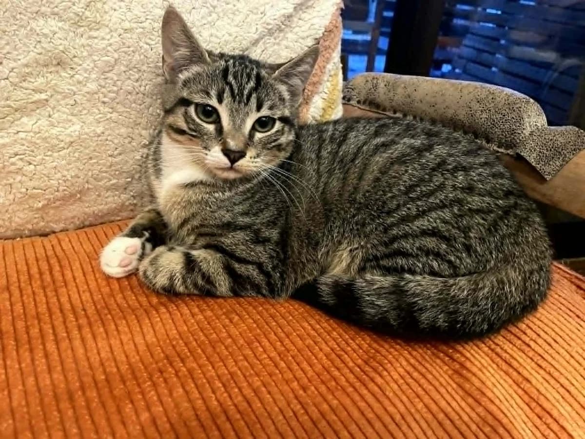 Bulle ♀️, female puppy Mixed Breed for adoption at Assistance Animaux en Détresse, assistance animaux en detresse