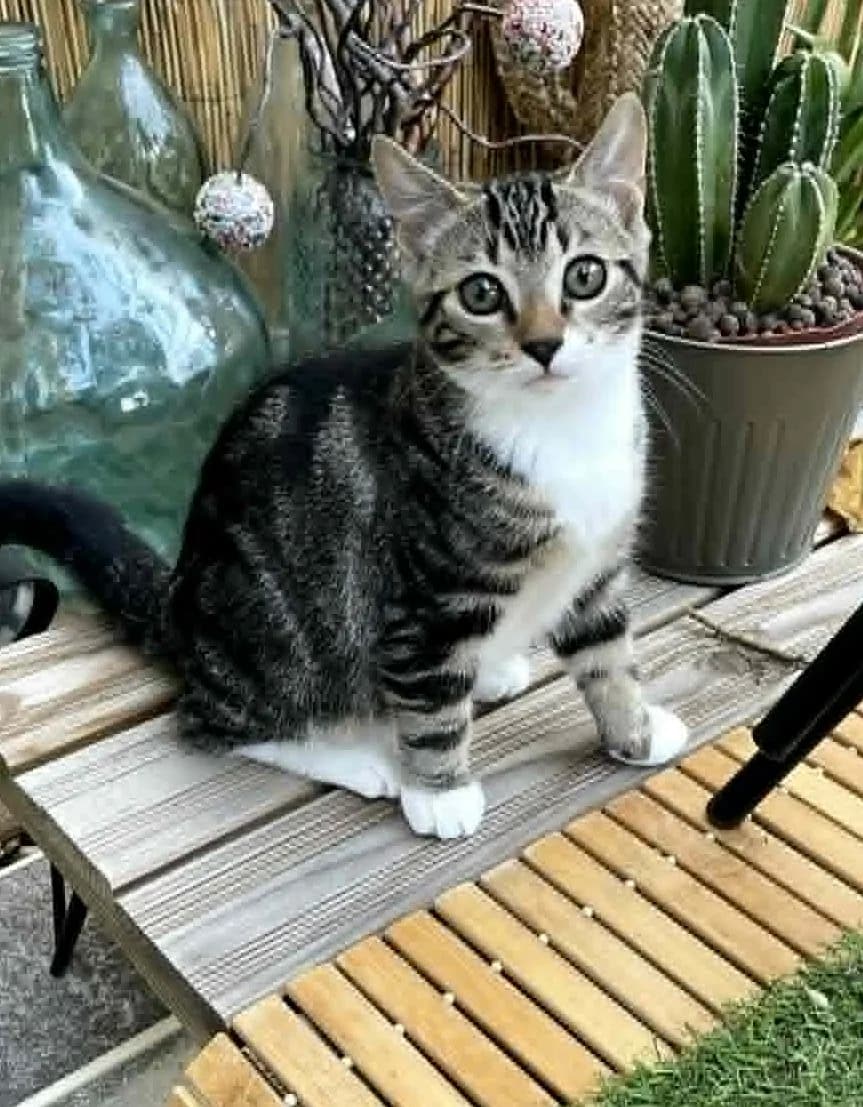 Baltik ♂️, male puppy Mixed Breed for adoption at Assistance Animaux en Détresse, assistance animaux en detresse