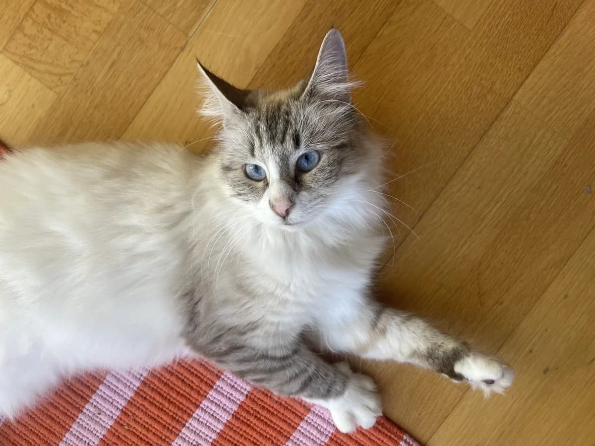 Céleste ♂️, male 5yo Mixed Breed for adoption at Assistance Animaux en Détresse, assistance animaux en detresse