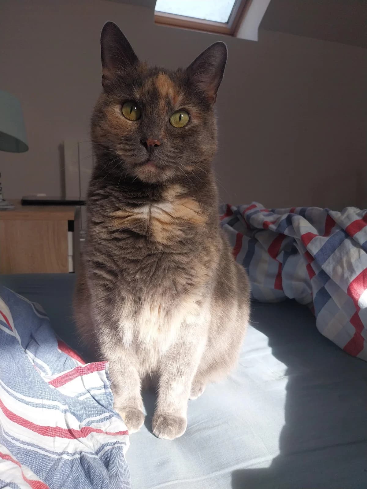 Opale, female 7yo Mixed Breed for adoption at Assistance Animaux en Détresse, assistance animaux en detresse