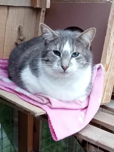 Upsilon, male senior Mixed Breed for adoption at Assistance Animaux en Détresse, assistance animaux en detresse