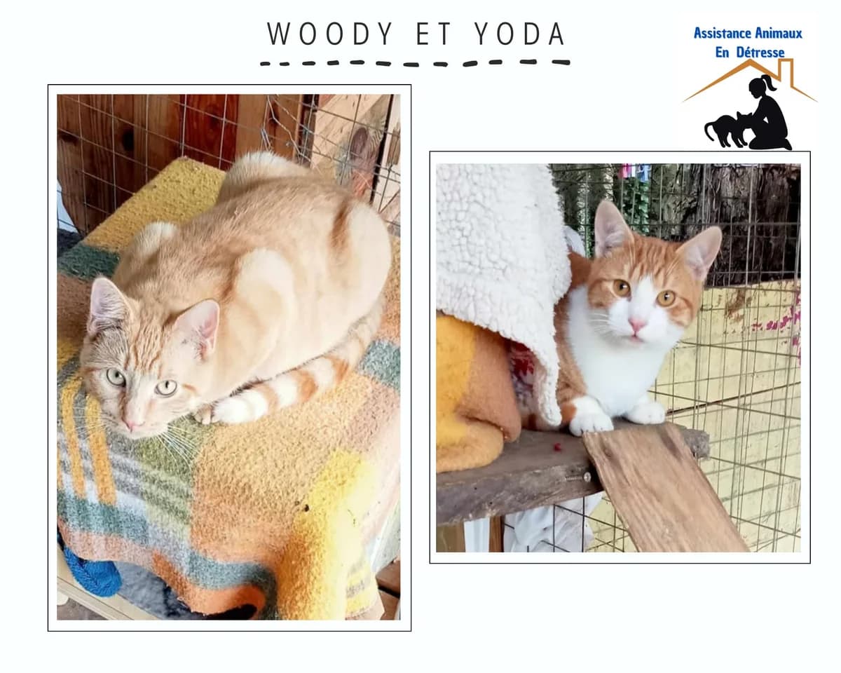 Woody et Yoda, male puppy Mixed Breed for adoption at Assistance Animaux en Détresse, assistance animaux en detresse