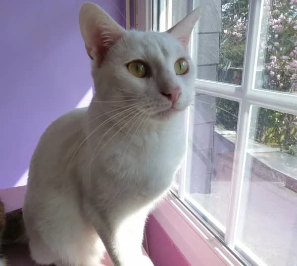 Velours, male young Mixed Breed for adoption at Assistance Animaux en Détresse, assistance animaux en detresse