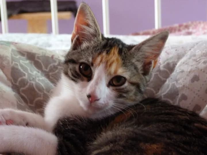 Vaena, female young Mixed Breed for adoption at Assistance Animaux en Détresse, assistance animaux en detresse