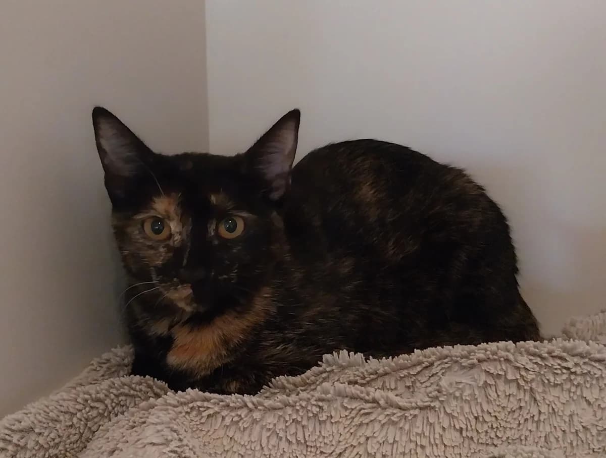Airelle, female young Mixed Breed for adoption at Assistance Animaux en Détresse, assistance animaux en detresse