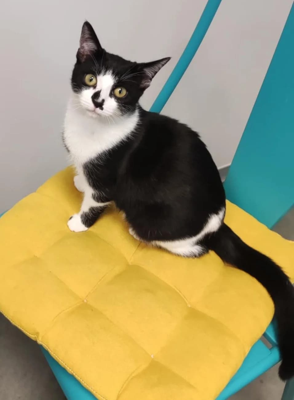 Amalthée, female Mixed Breed for adoption at Assistance Animaux en Détresse, assistance animaux en detresse