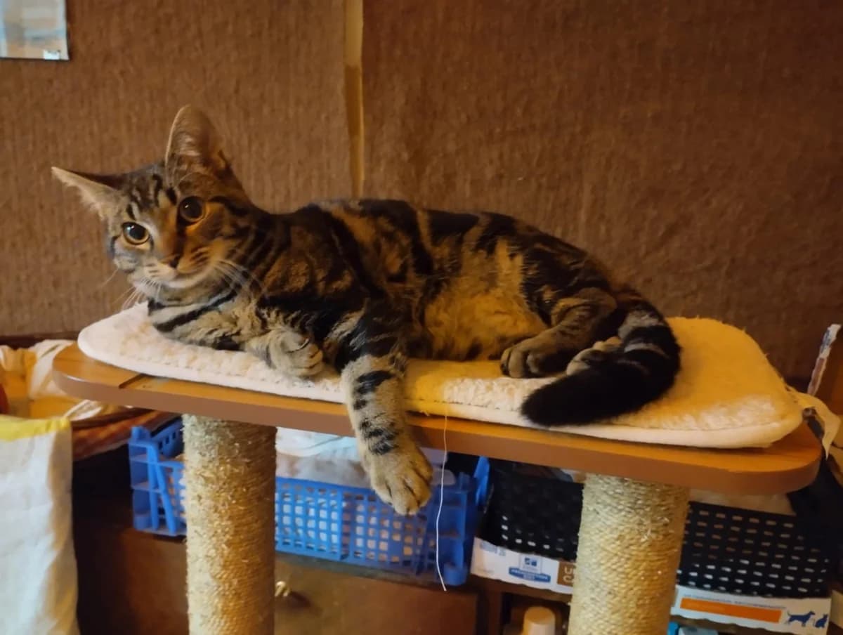 Assouan, male young Mixed Breed for adoption at Assistance Animaux en Détresse, assistance animaux en detresse
