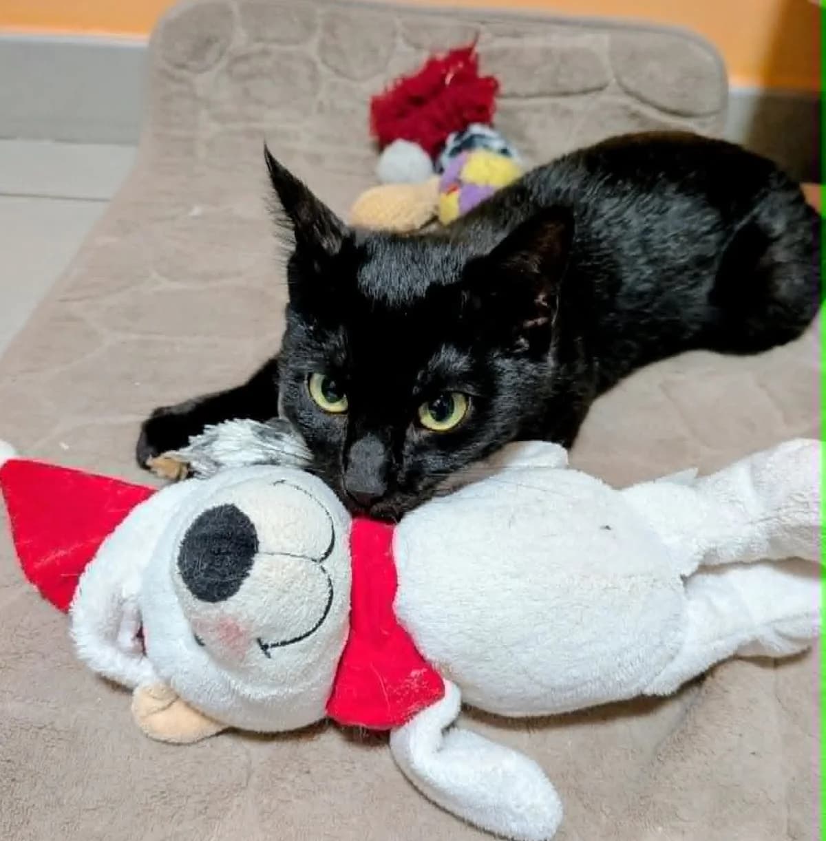 Bagheera ♀️, female young Mixed Breed for adoption at Assistance Animaux en Détresse, assistance animaux en detresse