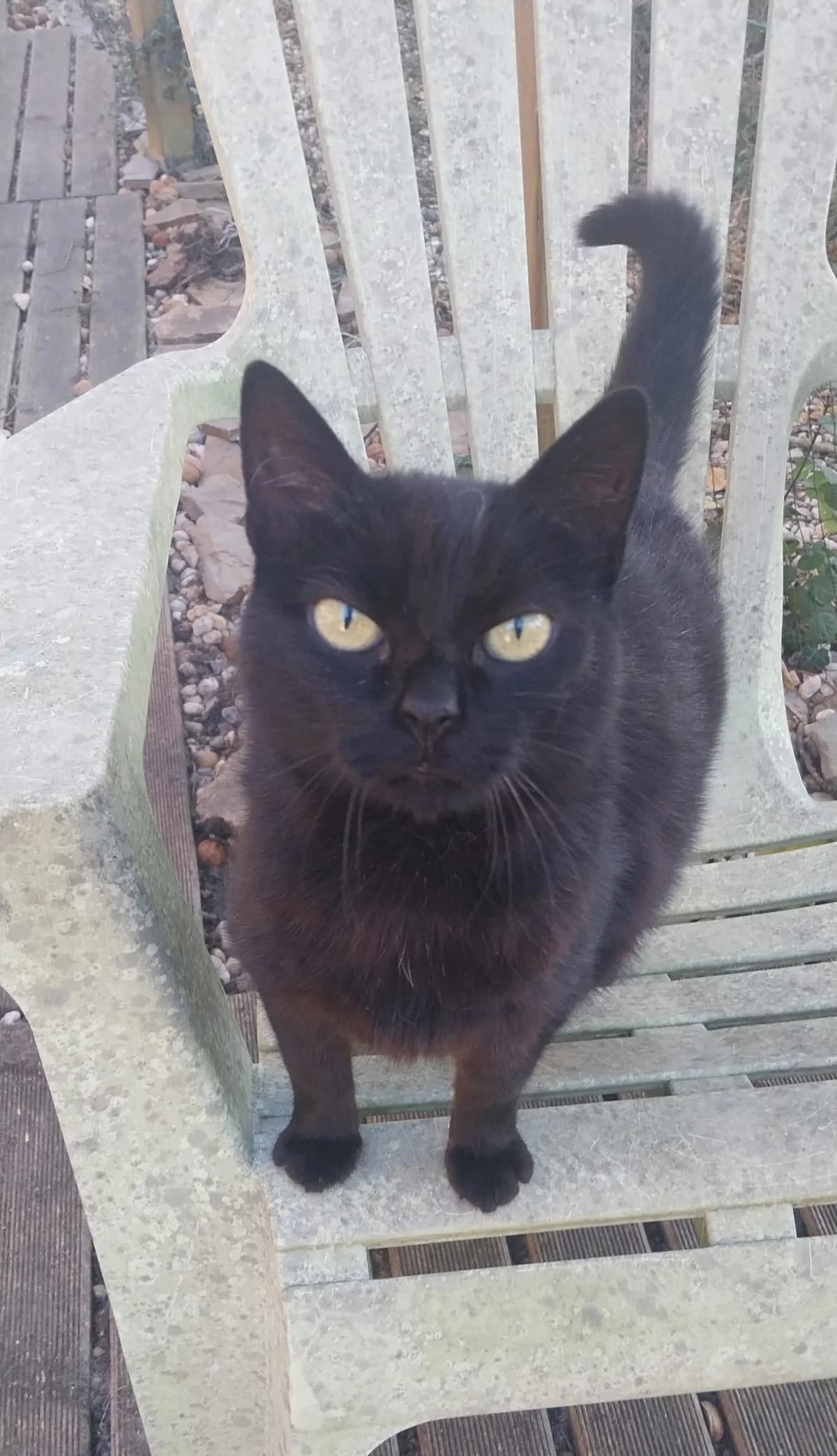 Paquita ♀️, female 6yo Mixed Breed for adoption at Assistance Animaux en Détresse, assistance animaux en detresse