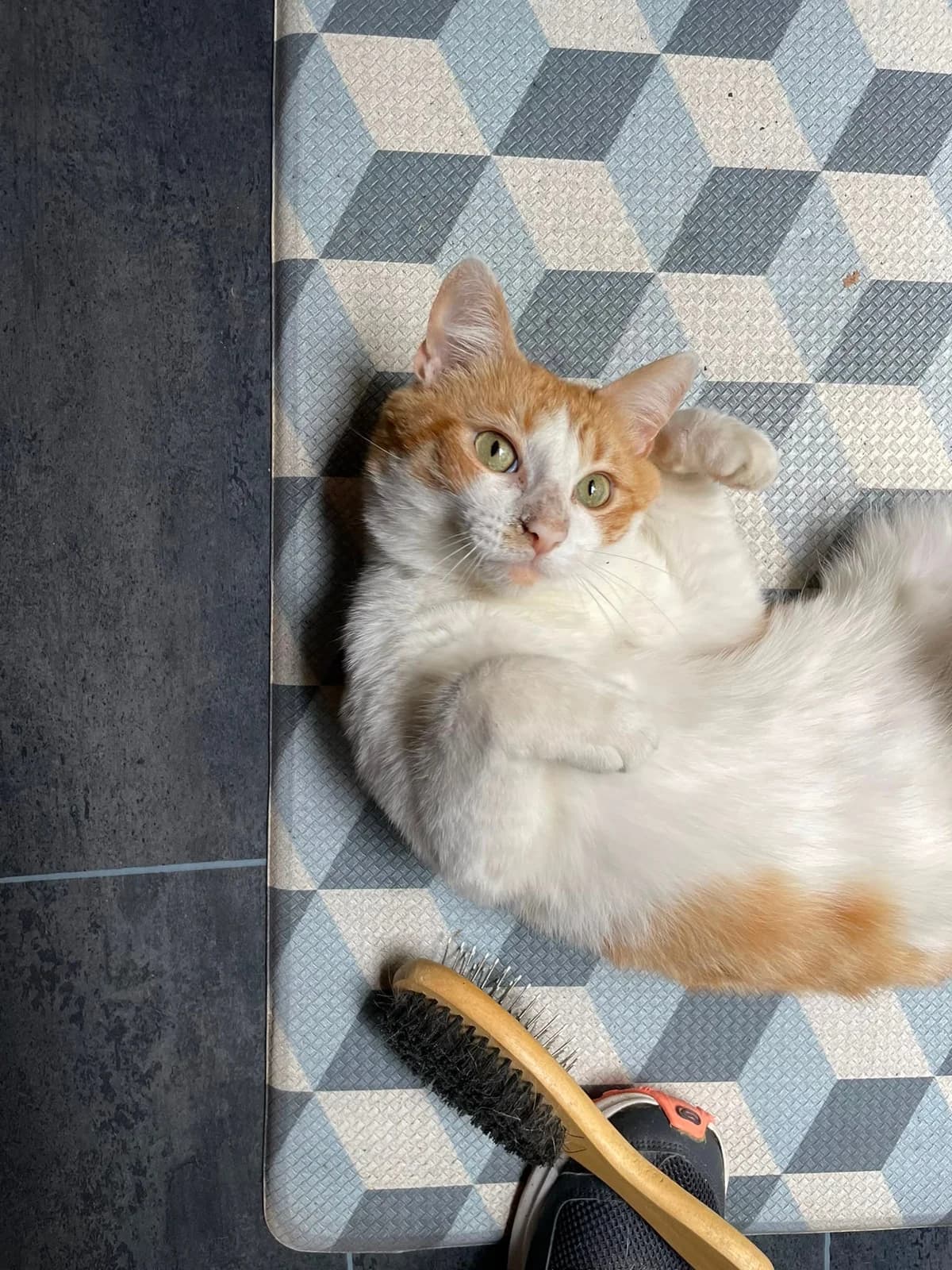 Filou 5 ans, Mixed Breed for adoption at Assistance Chats Libres Puteaux, assistance chats libres de puteaux