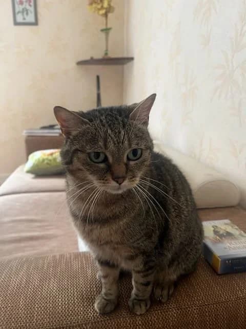 Pussycat 9 ans, Mixed Breed for adoption at Assistance Chats Libres Puteaux, assistance chats libres de puteaux