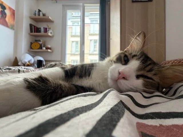 Symba 1 an, Mixed Breed for adoption at Assistance Chats Libres Puteaux, assistance chats libres de puteaux