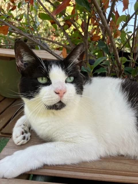 Le frère de INDRA : BOMBAY, male young European Shorthair for adoption at AssisToChat, Nice