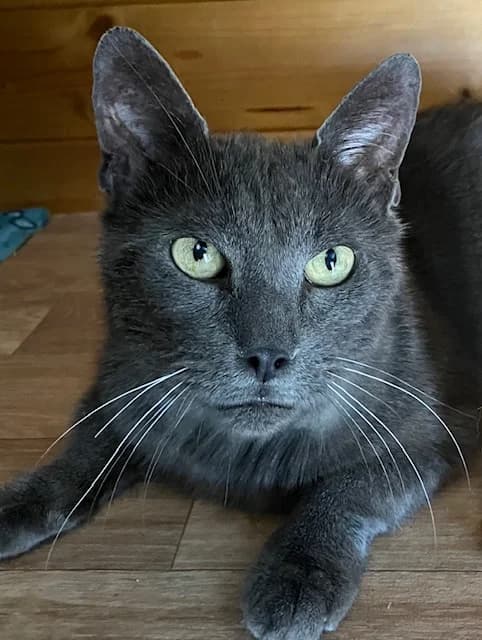 Le frère de INDRA, male young European Shorthair for adoption at AssisToChat, Nice