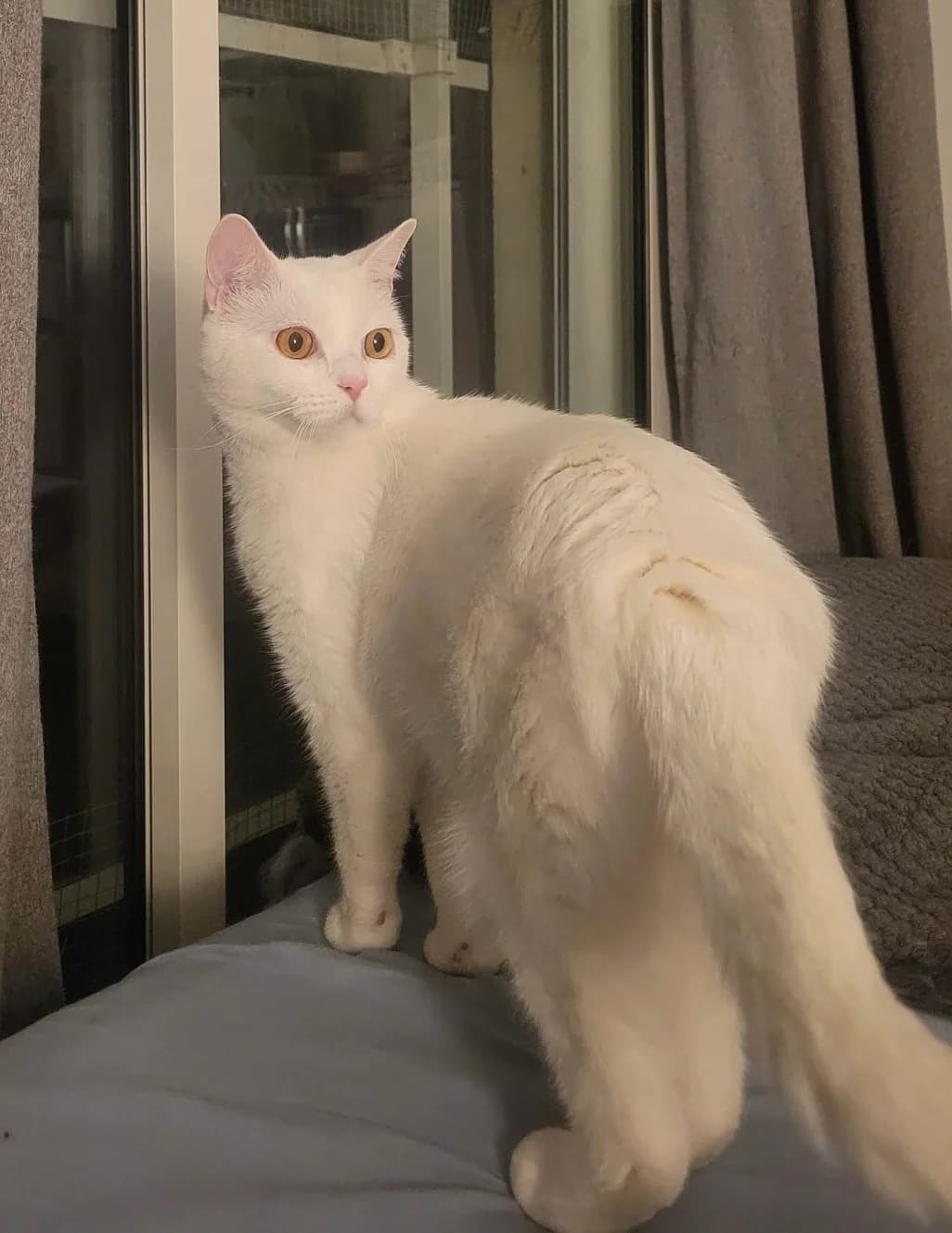 CHIPIE, female 7yo Mixed Breed for adoption at AssisToChat, Nice