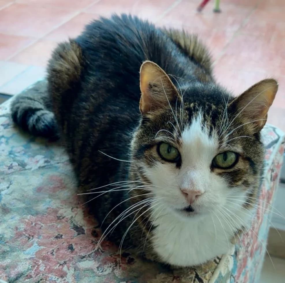 CHIPIE, female 7yo Mixed Breed for adoption at AssisToChat, Nice
