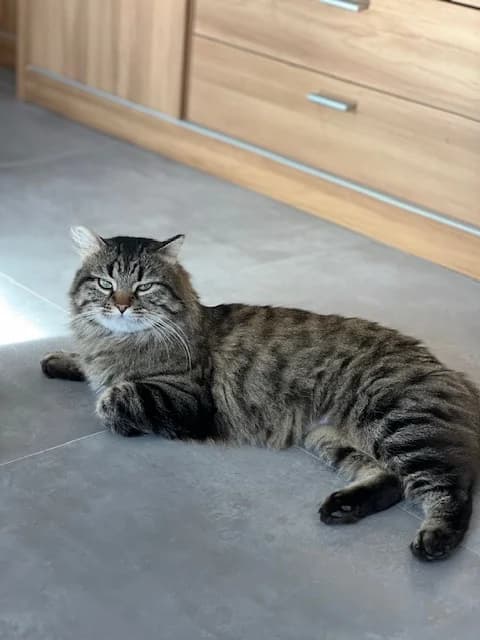 LEXIE, female young European Shorthair for adoption at AssisToChat, Nice