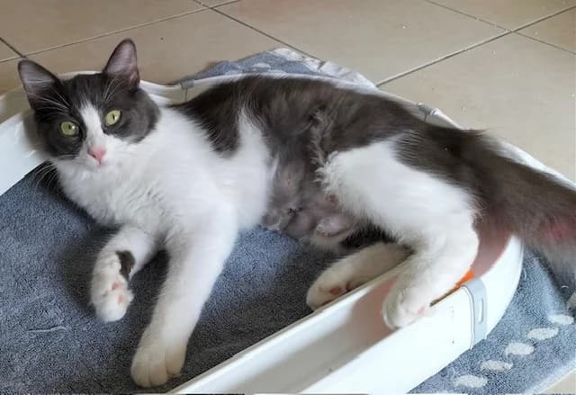 SIENNA à l’adoption, female young European Shorthair for adoption at AssisToChat, Nice