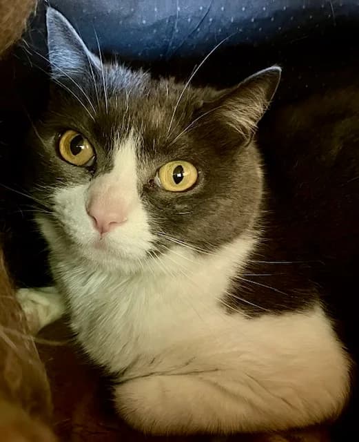 INDRA cherche un foyer, female young European Shorthair for adoption at AssisToChat, Nice
