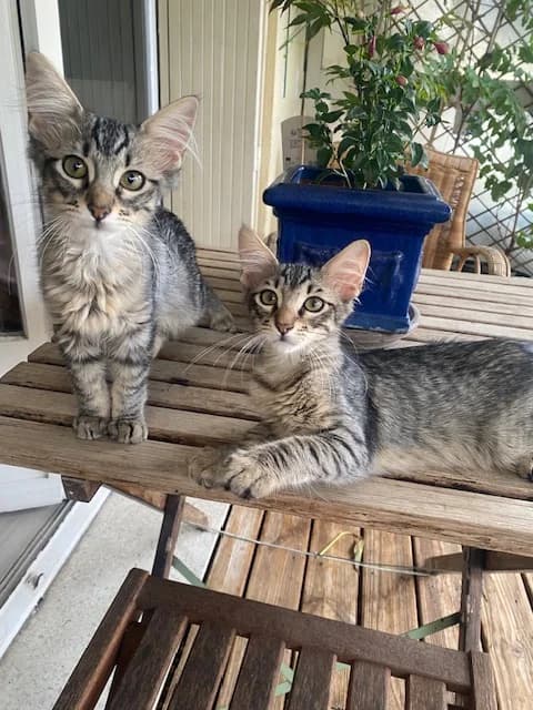 LEXIE, female young European Shorthair for adoption at AssisToChat, Nice