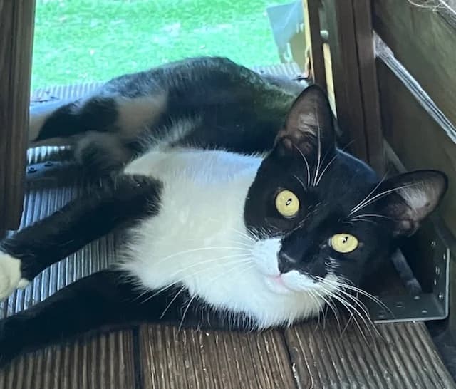 MOULINE à l’adoption, female young European Shorthair for adoption at AssisToChat, Nice