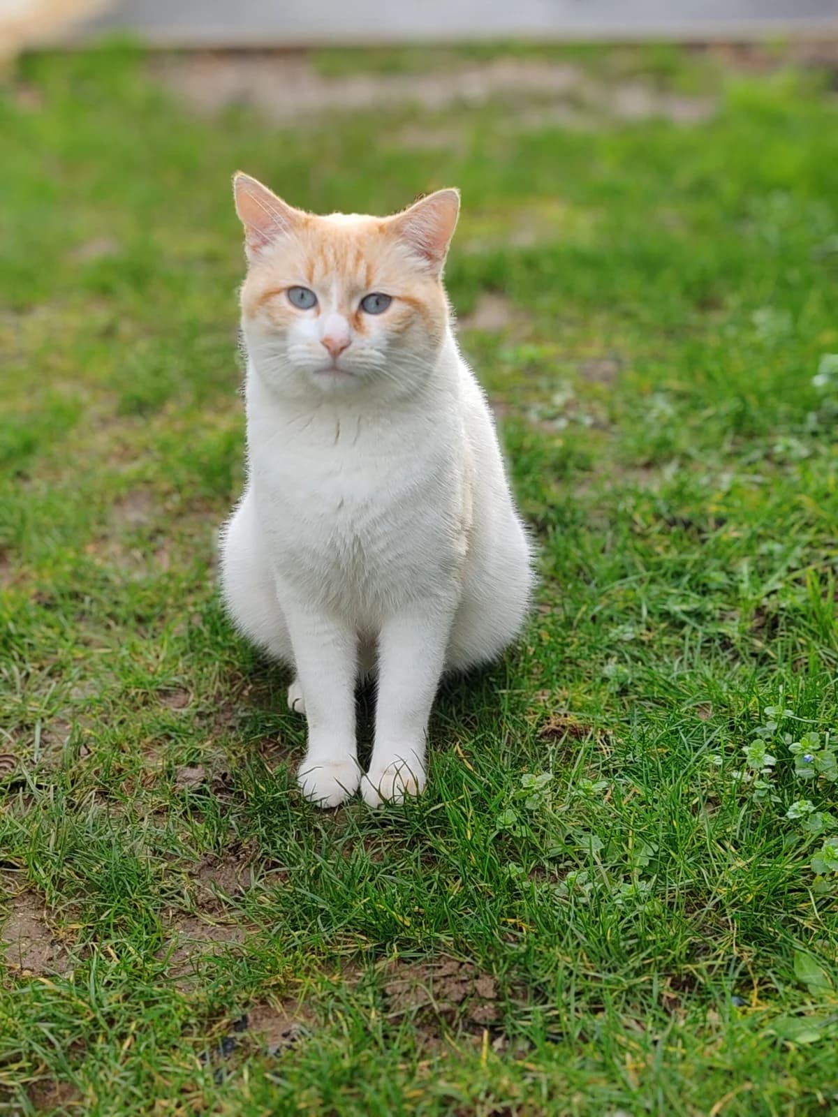 IGLOO, male 3yo Mixed Breed for adoption at Association Sauvade