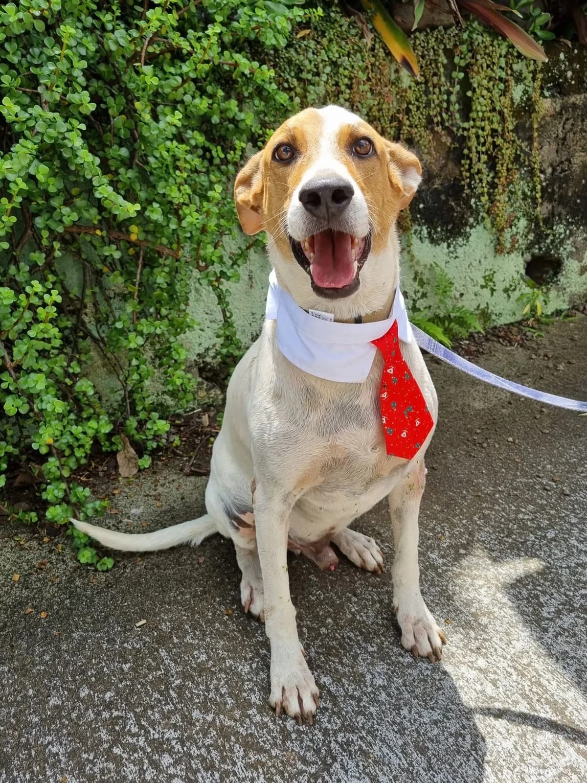 BULLET, 5yo Mixed Breed for adoption at Association Sauvade