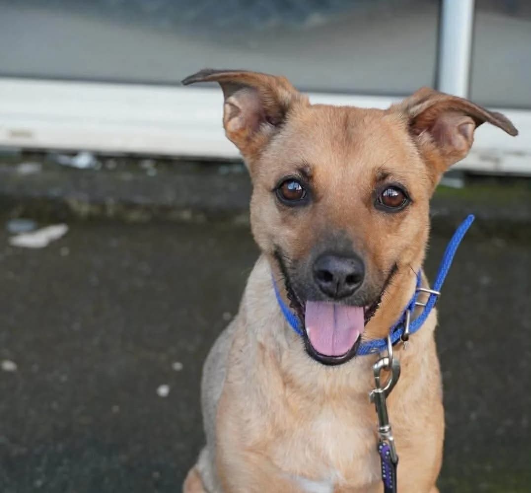 SHAYA, female young Mixed Breed for adoption at Association Sauvade