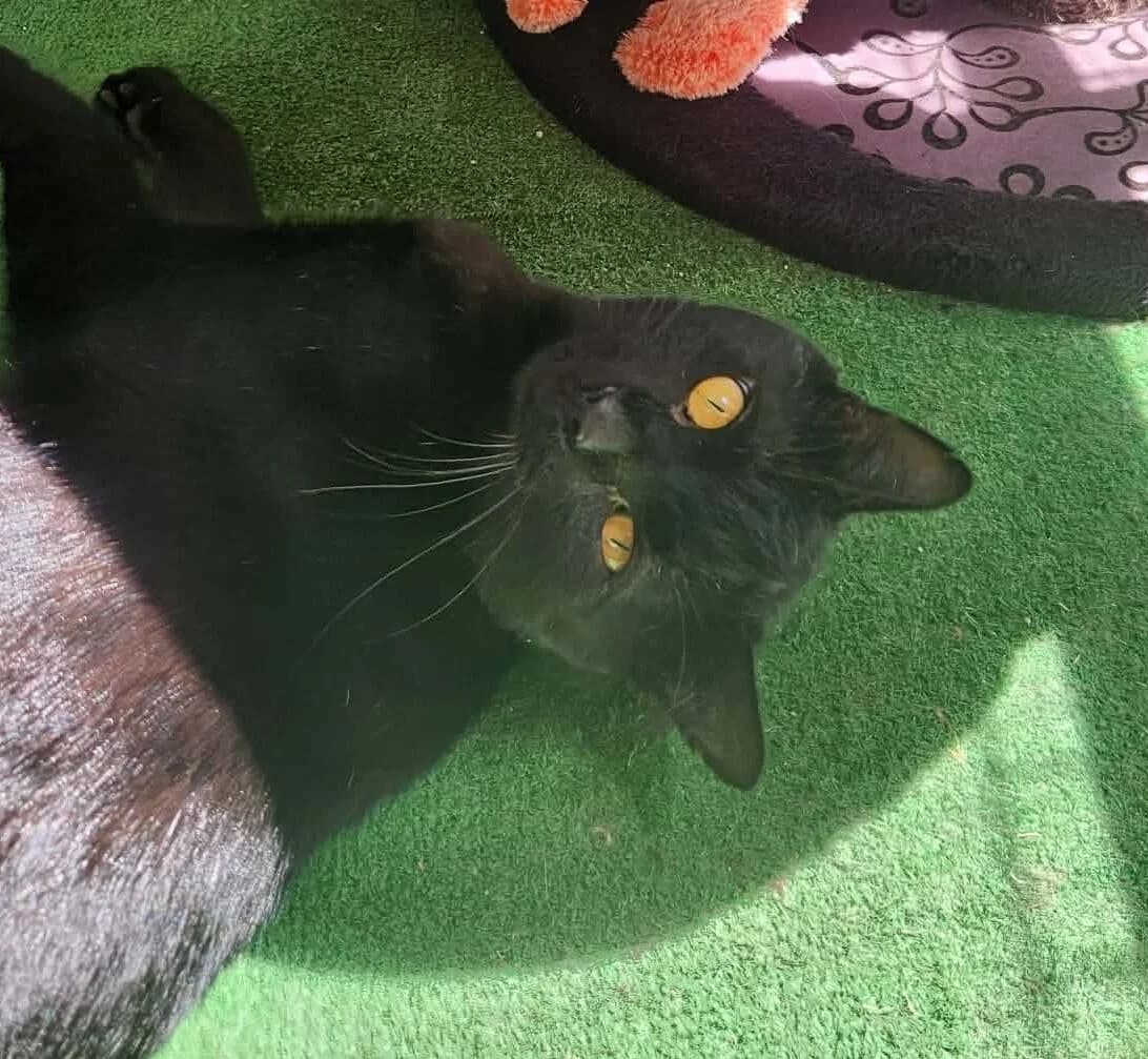 URSULE, 4yo Mixed Breed for adoption at Association Sauvade