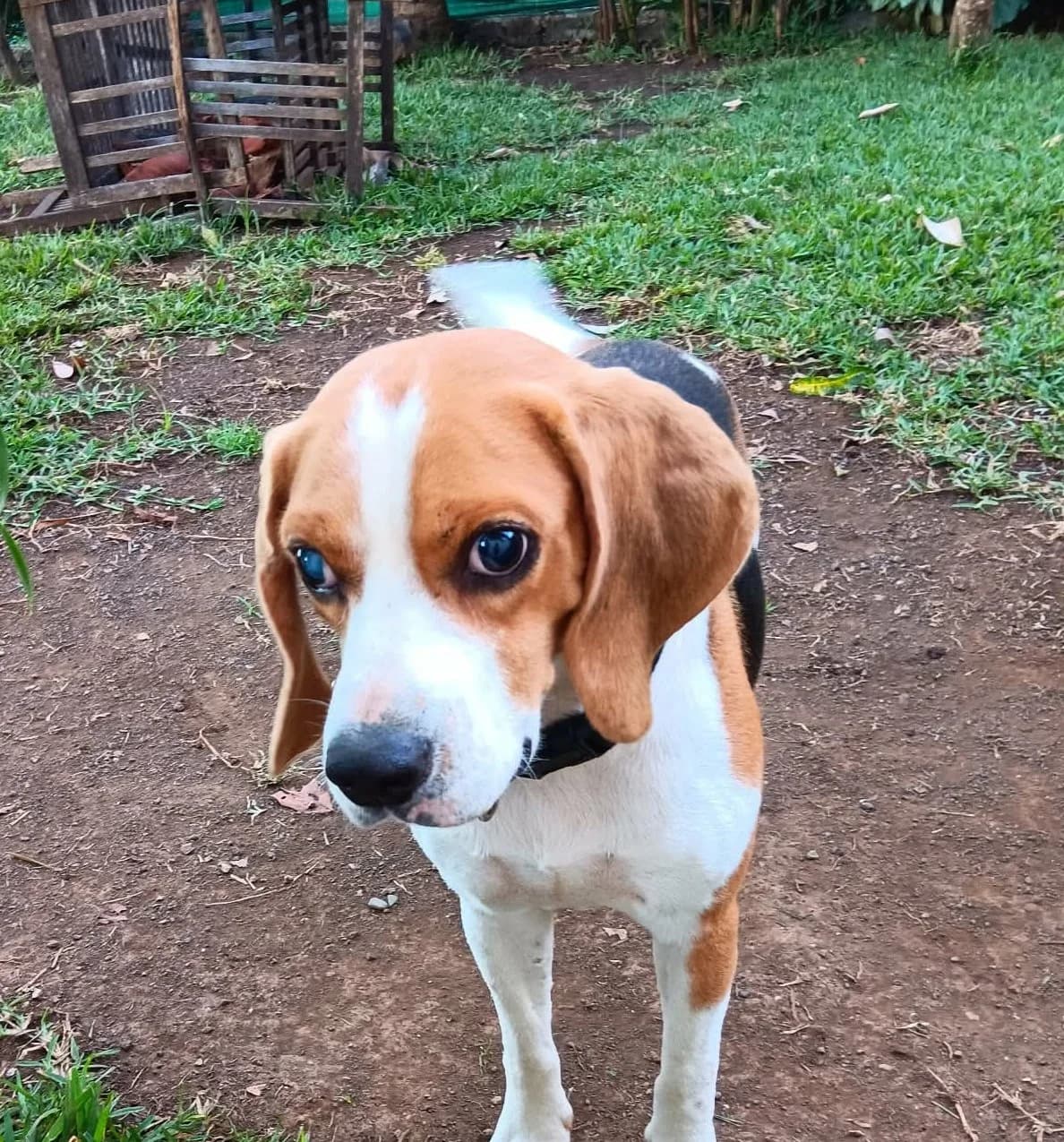 GEORGES, 3yo Mixed Breed for adoption at Association Sauvade